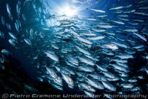 Jacks in the sun by Pietro Cremone 